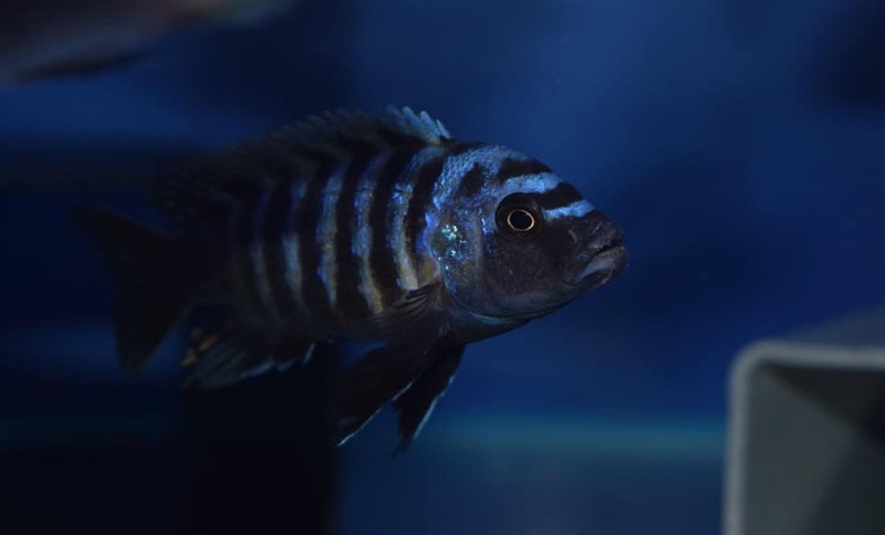 Cynotilapia afra 'Border'